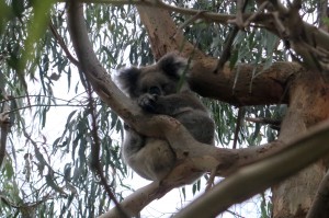 2015.1.22 Kevin the Koala at Tower Hill State Game Reserve, Victoria, Australia - Great Ocean Road  